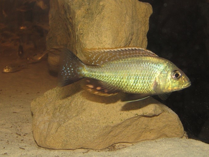 Lethrinops chilingali 'Lake Chilingali'